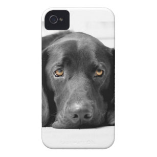 coque de iphone 4 labrador coque de iphone 4 labrador