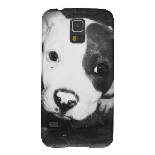 Coque Case-Mate Pour Samsung Galaxy Chiot bleu de Pitbull de nez (Dos)