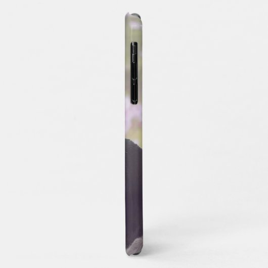 coque de Boston Terrier 11 (Dos/Gauche)