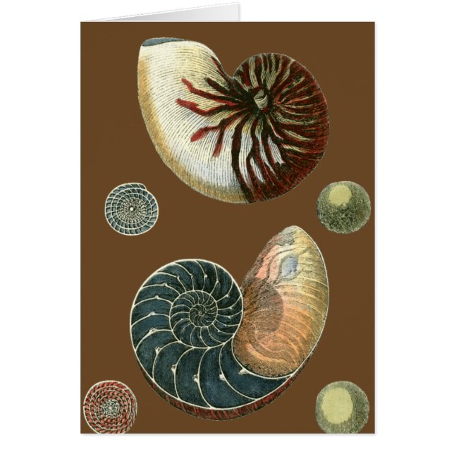 Coque de cacao (Devant)