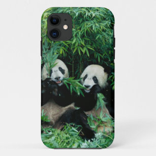Coque iPhone 11 Deux pandas mangeant le bambou ensemble, Wolong, 2