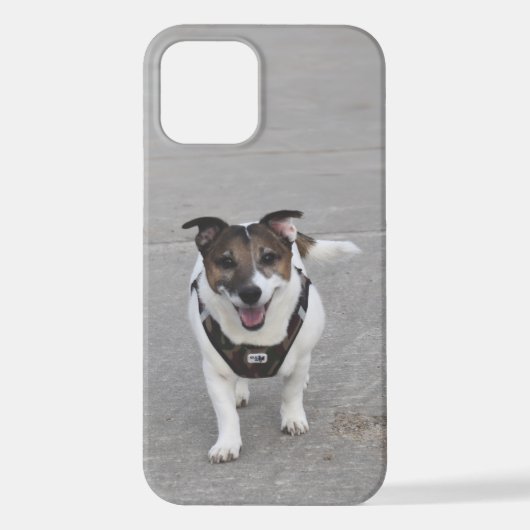 Coque iPhone 12 Capo von Oppenheim, Jack Russell Terrier Chien (Verso)