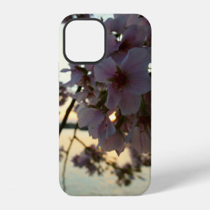 Coque iPhone 12 Coucher de soleil sur les cerisiers en fleurs à Wa