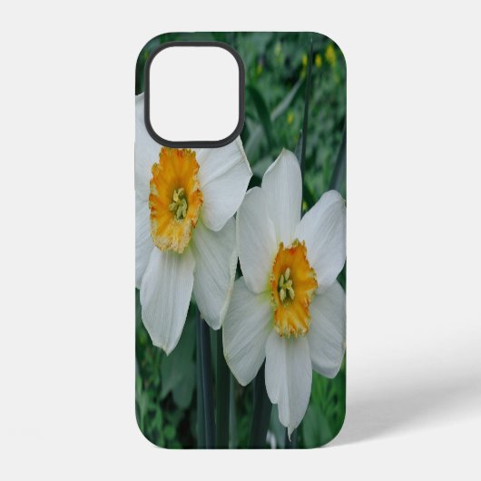 Coque iPhone 12 Fleurs de jonquille (Verso)