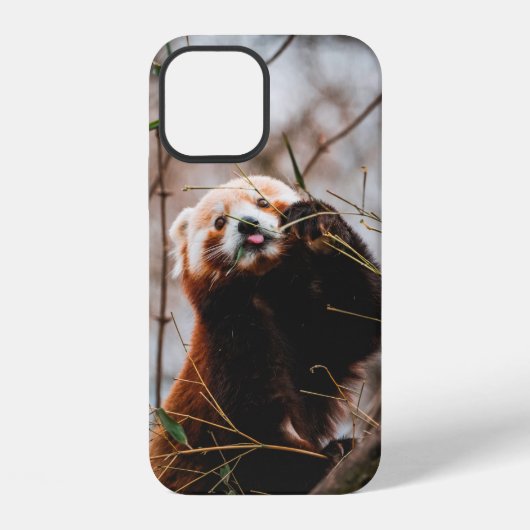 COQUE iPhone 12 KOALA MIGNON (Verso)