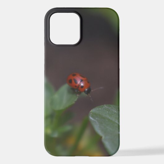 Coque iPhone 12 Ladybug (Verso)