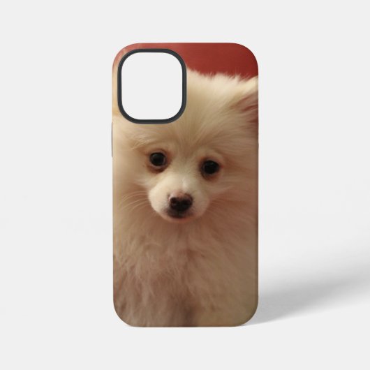 Coque iPhone 12 Mini Chien de Poméranie mignon (Verso)