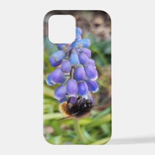 Coque iPhone 12 Pro Abeille sur Muscari Armeniacum, Grape Hyacinth