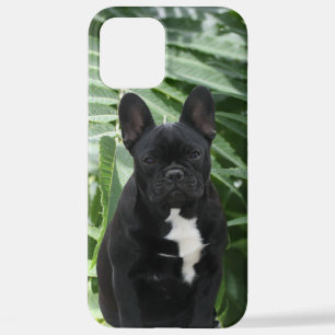 Coque iPhone 12 Pro Max Bouledogue français noir French Bulldog