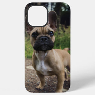 Coque iPhone 12 Pro Max Coussin de lancer bouledogue français