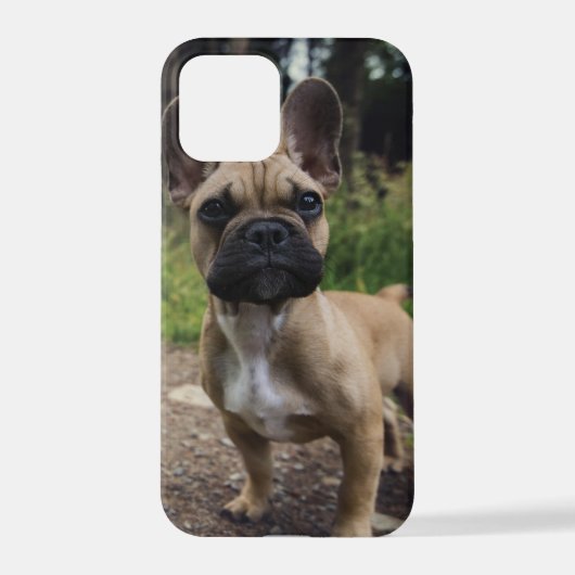 Coque iPhone 12 Pro Oreiller à lancer de chien de taureau français (Verso)