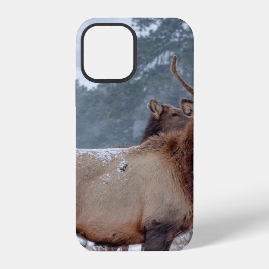 COQUE iPhone 12 UN GROUPE DE CERFS (Verso)