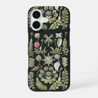 Art Nature Scientifique Ernst Haeckel Hépatiques