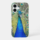 Coque iPhone 16 Belle photo Peacock Bleu (Verso)