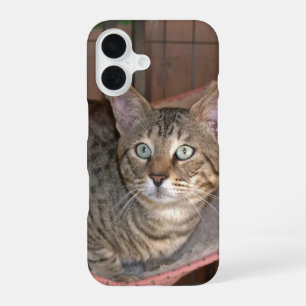 Coque iPhone 16 Boîtier de téléphone de chat Savannah