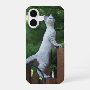 Coque iPhone 16 Boîtier de téléphone de chat Savannah