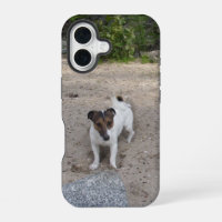 Capo von Oppenheim Jack Russell Terrier, Chien