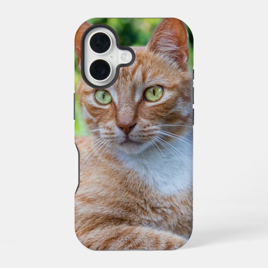 Coque iPhone 16 Douce petite chatte (Verso)