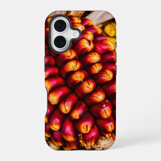 Coque iPhone 16 Épis de maïs (Verso)