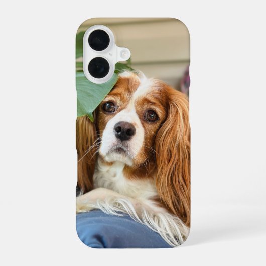 Coque iPhone 16 Étui pour iPhone 16 Cavalier King Charles (Verso)