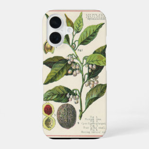 Coque iPhone 16 Graines de fruits de noix de muscade vintage, herb
