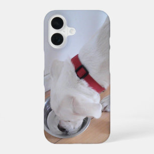 Coque iPhone 16 Joli chiot Labrador croisé blanc buvant de l'eau