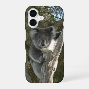 Coque iPhone 16 Joli koala grimpant à un arbre
