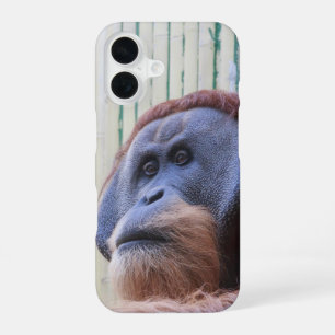 Coque iPhone 16 Orang-outan assis...
