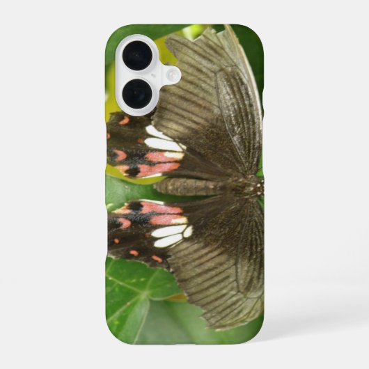 Coque iPhone 16 Papillon swallowtail écarlate (Verso)