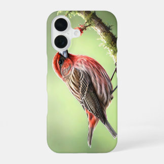 COQUE iPhone 16 PINSON DOMESTIQUE OISEAU AVIAIRE JARDIN