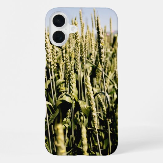 Coque iPhone 16 Plus Blé (Verso)