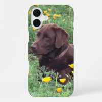 Labrador Retriever In Nature - photo de fond