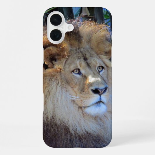 Coque iPhone 16 Plus lion (Verso)