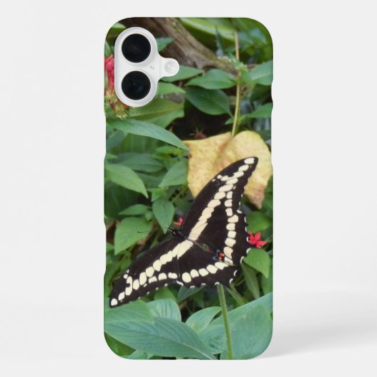 Coque iPhone 16 Plus Monarque jaune et fleurs en Floride (Verso)
