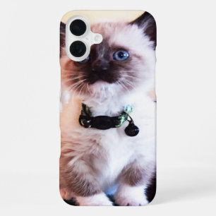 Coque iPhone 16 Plus Photographie de chaton masqué aux yeux bleus migno