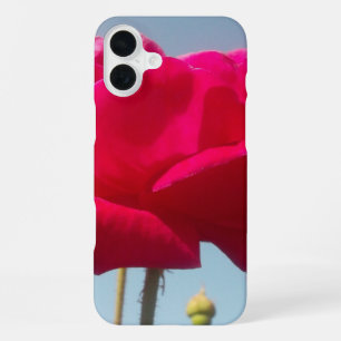 Coque iPhone 16 Plus Rose Céleste Belle Fleur Rouge sur Fond Bleu