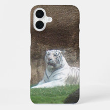 Tigre Blanc