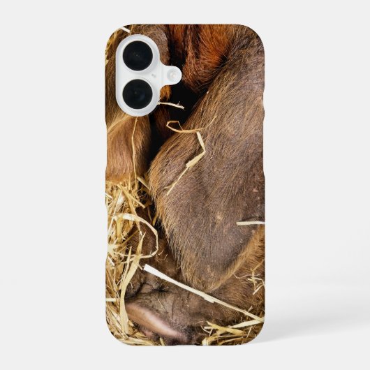 COQUE iPhone 16 PORCS (Verso)