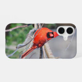 Coque iPhone 16 Portrait de Cardinal rouge (Verso Horizontal)