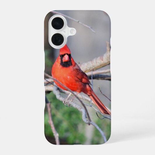 Coque iPhone 16 Portrait de Cardinal rouge (Verso)