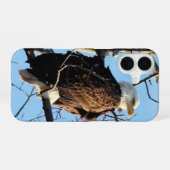Coque iPhone 16 Pose d'aigle à tête blanche (Verso Horizontal)