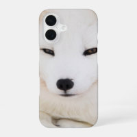 Renard arctique blanc