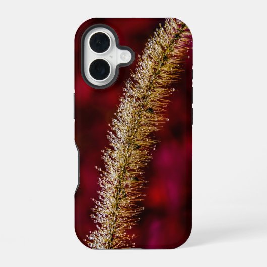 Coque iPhone 16 Rosée du matin (Verso)