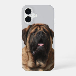 Coque iPhone 16 Vacances Mastiff Mastiff Anglais