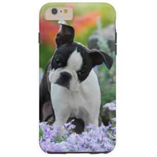 Coque iPhone 6 Plus Tough Boston Terrier Chien Chien Chien Chip Portrait Cel