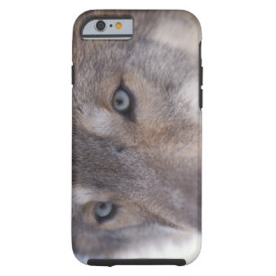Coque iPhone 6 Tough loup gris, lupus de Canis, dans les collines du