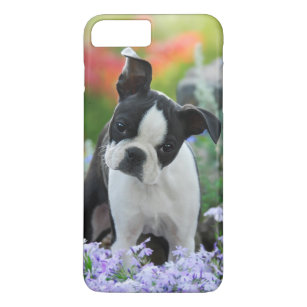 Coque iPhone 8 Plus/7 Plus Chiot de chien de Boston Terrier