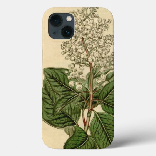 Coque iphone Arbutus Menziesii (Verso)