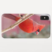Coque iphone du cardinal rouge (Dos (Horizontal))