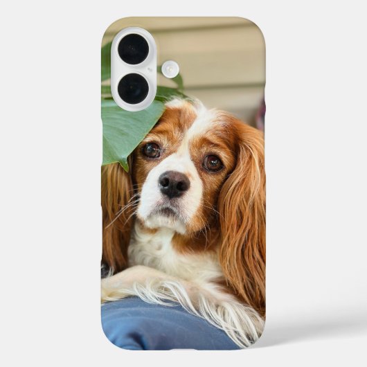 Coque iphone du roi Charles Cavalier 16 (Verso)